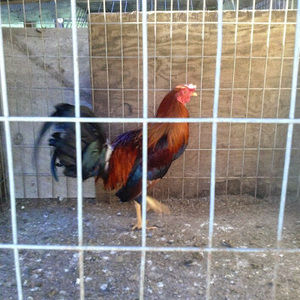 Meet your Posher, Primitivo